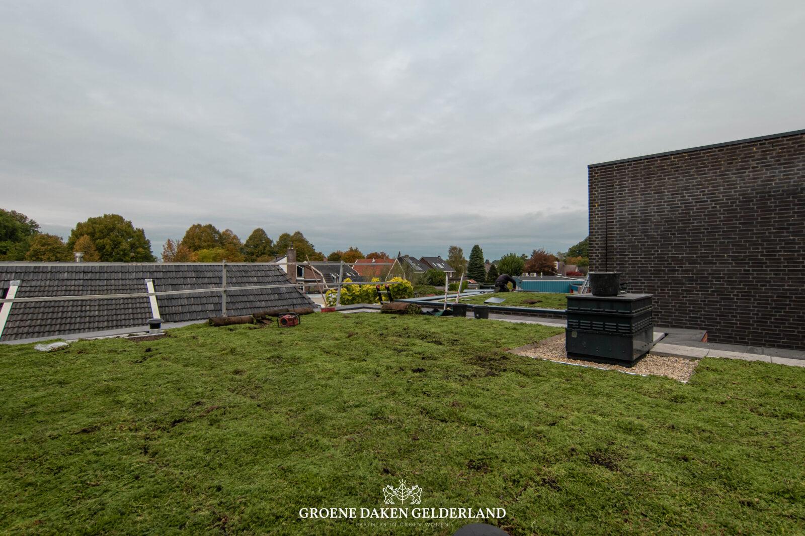 Sedum dak - Groene Daken Gelderland