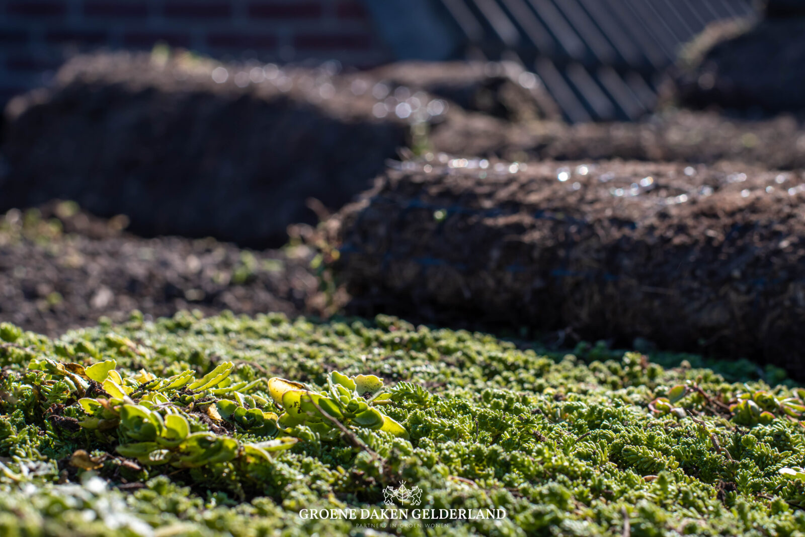 Sedumdak daktuin - Groene Daken Gelderland