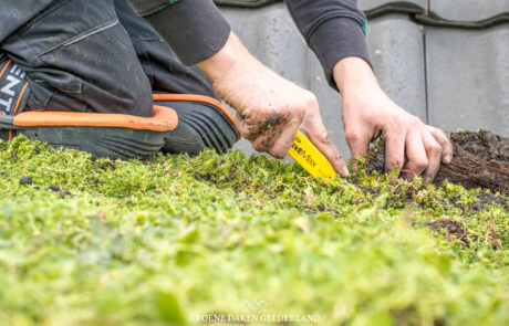 Sedum - Groene Daken Gelderland