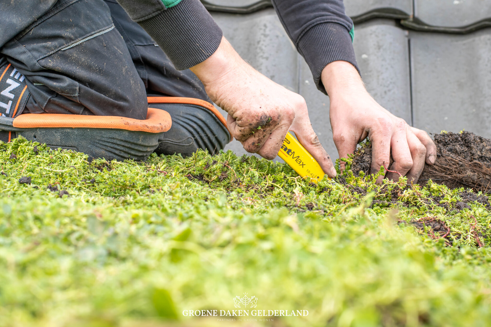 Sedum - Groene Daken Gelderland