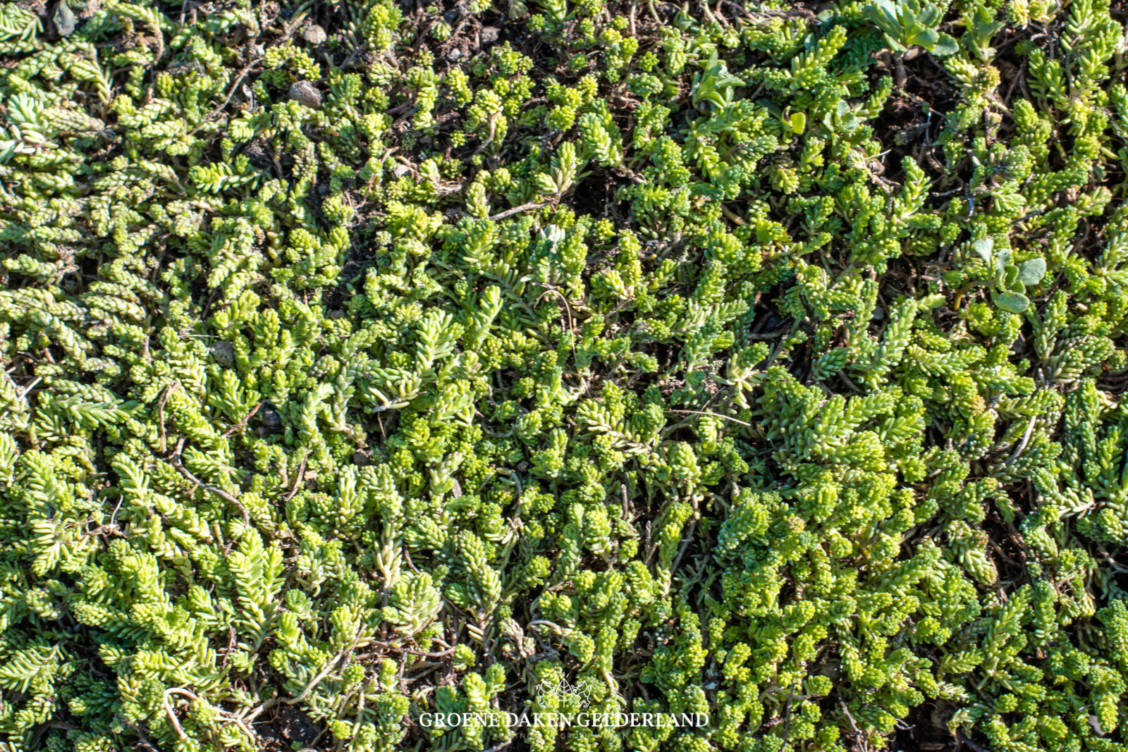 Daktuin - Groene Daken Gelderland