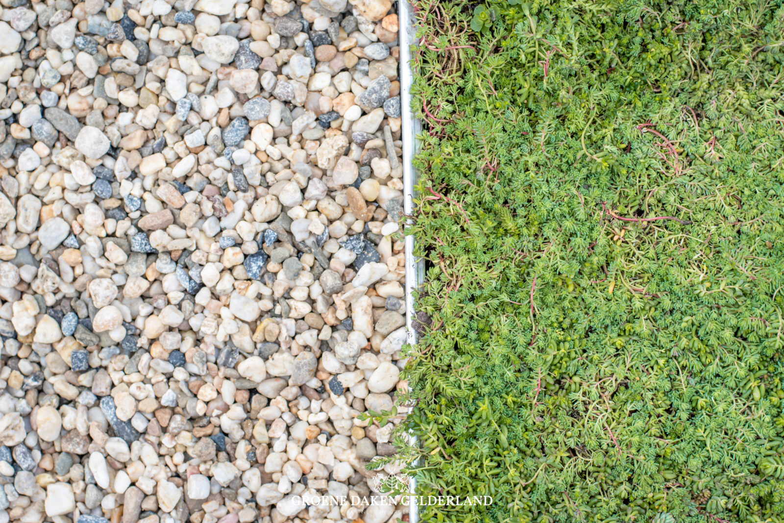 Daktuin sedum - Groene Daken Gelderland