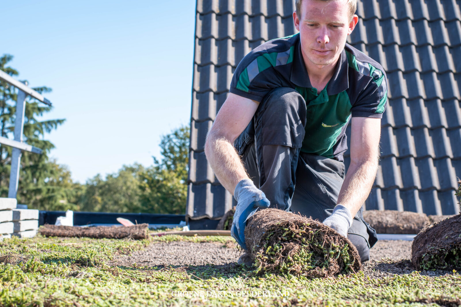 Daktuin sedumdak - Groene Daken Gelderland