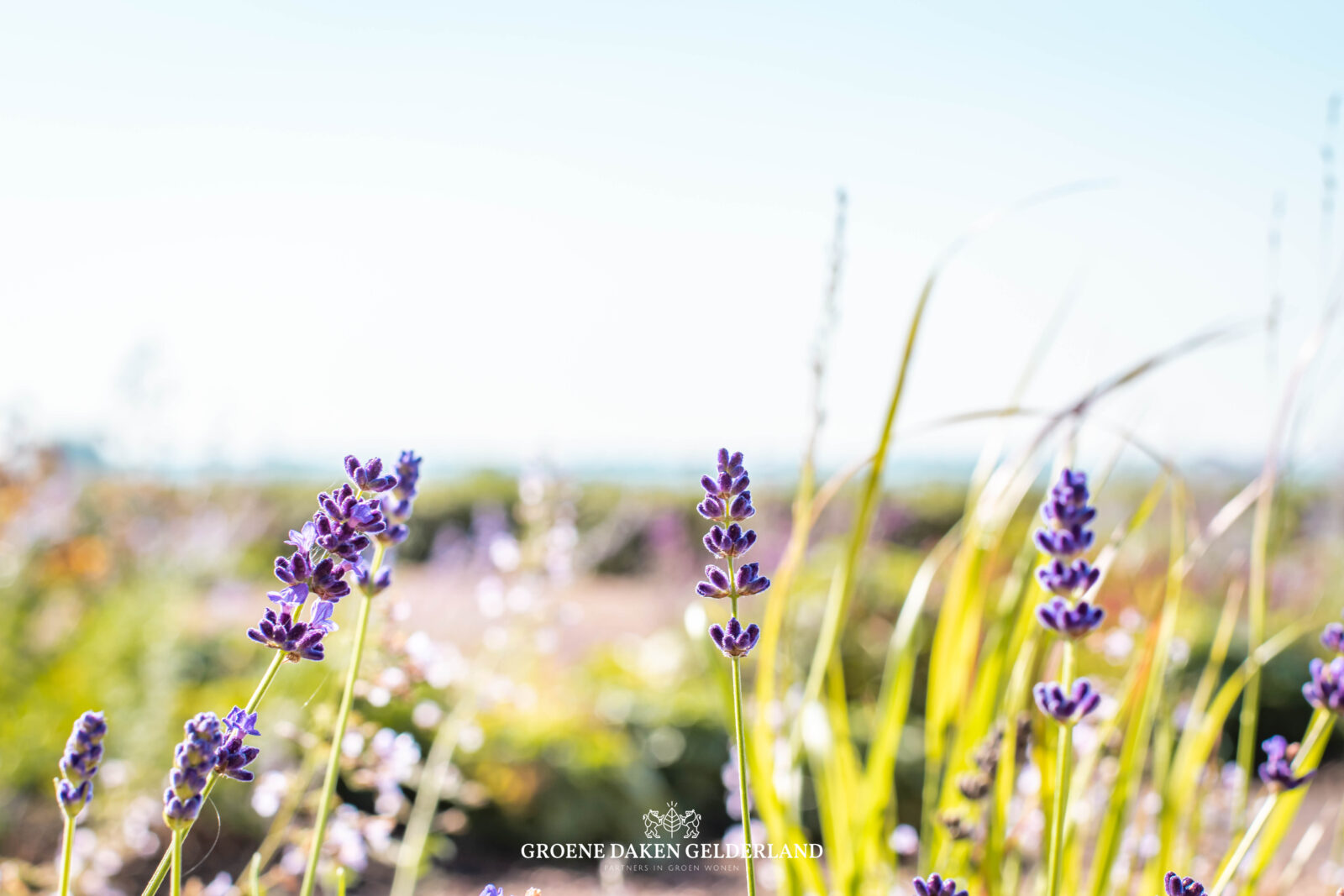 Beplanting daktuin - Groene Daken Gelderland