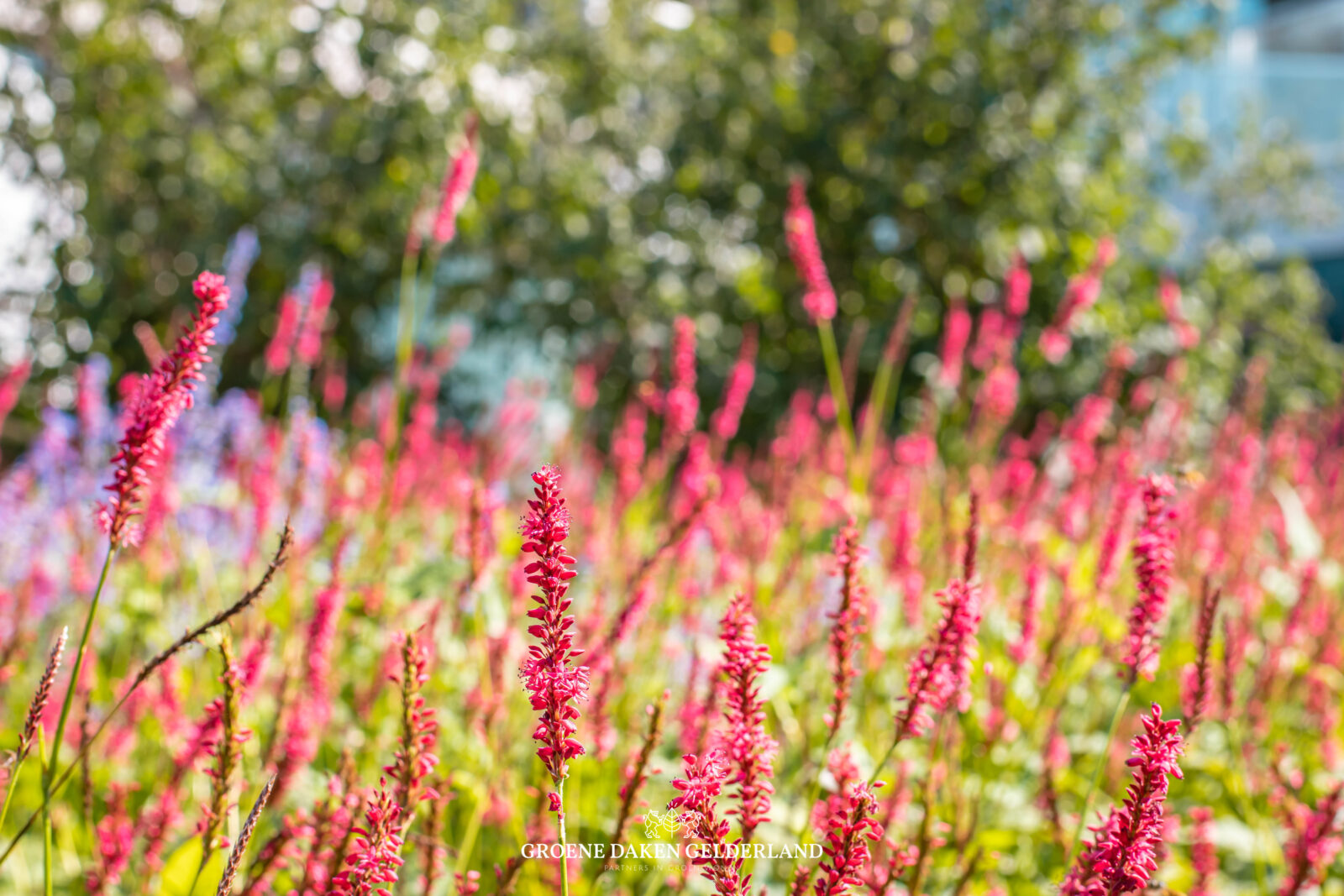 Plant daktuin sedumdak - Groene Daken Gelderland