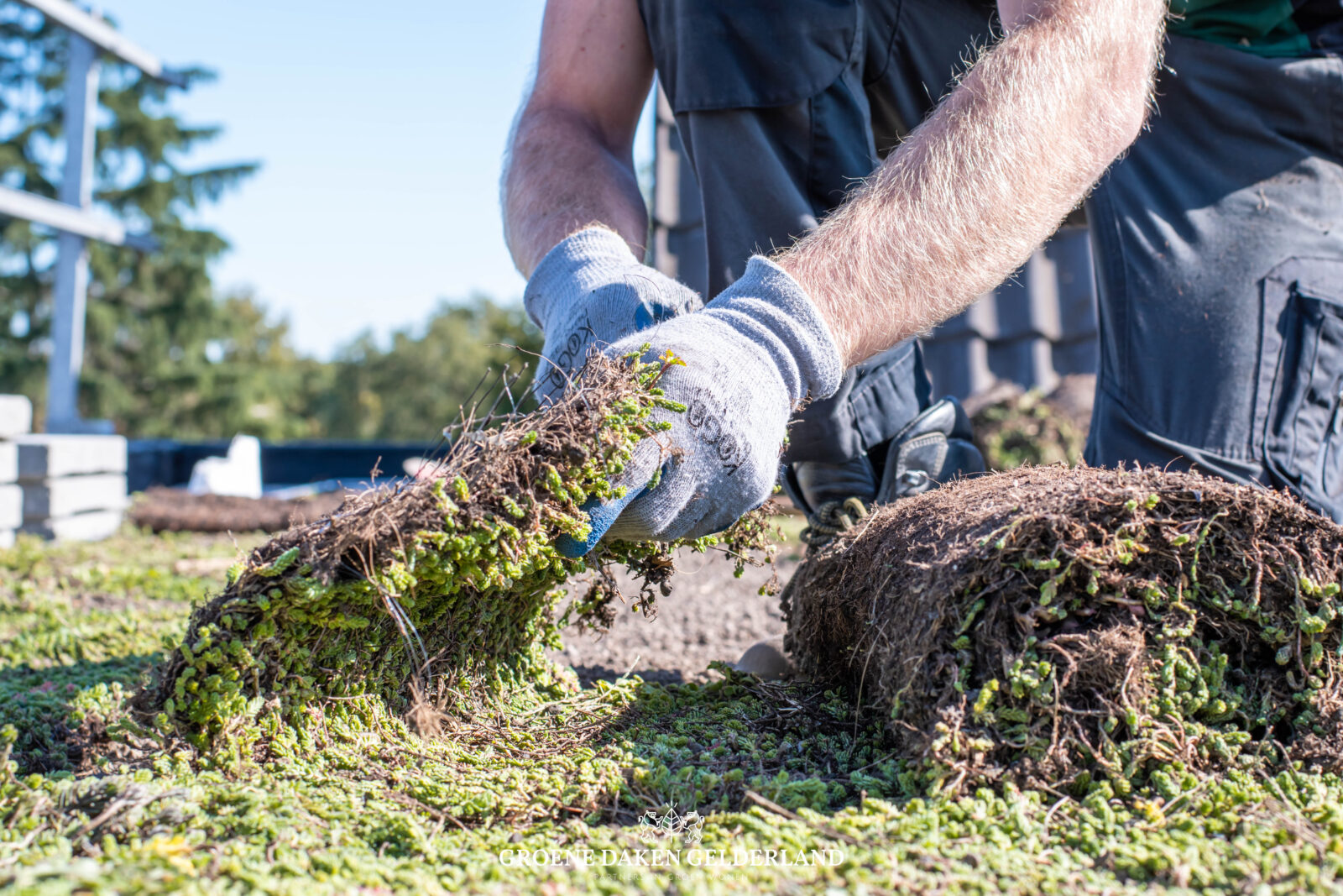 Groenspecialist daktuin sedumdak - Groene Daken Gelderland