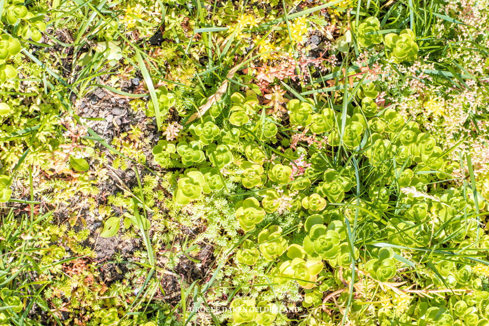 Groen dak daktuin sedumdak - Groene Daken Gelderland