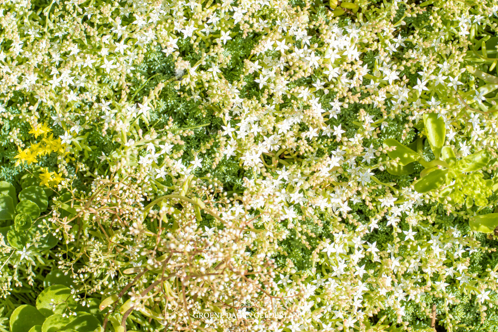 Daktuin sedumdak - Groene Daken Gelderland