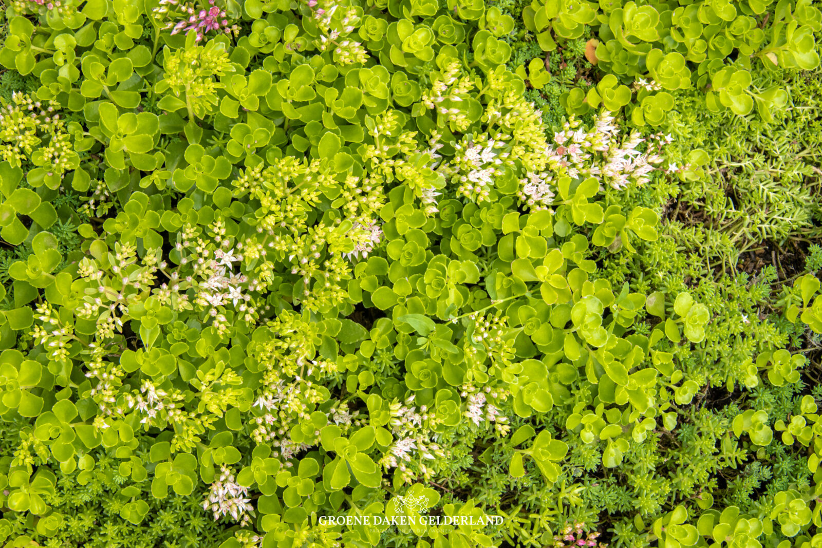 Daktuin sedumdak - Groene Daken Gelderland