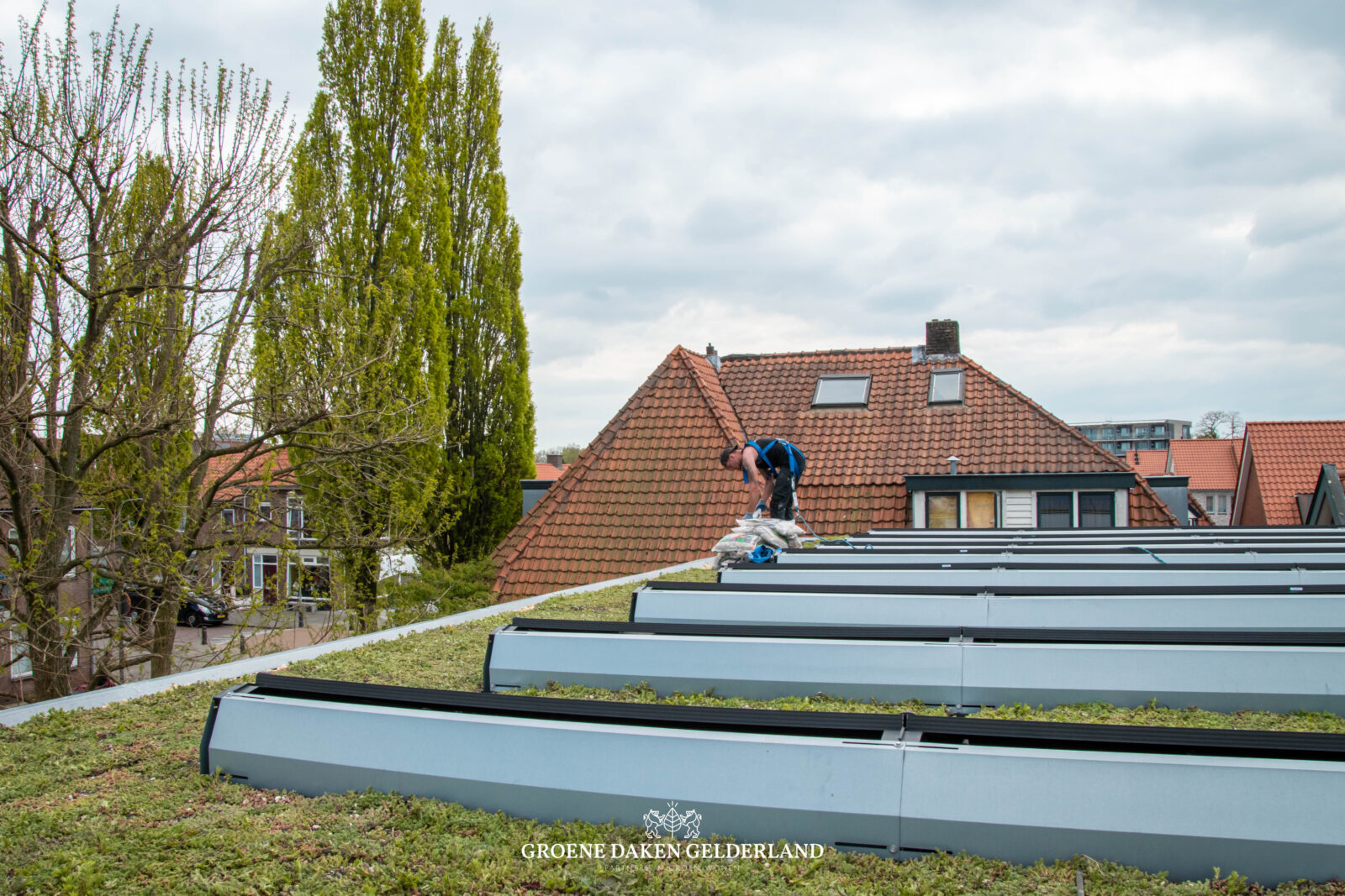 Sedumdak daktuin - Groene Daken Gelderland