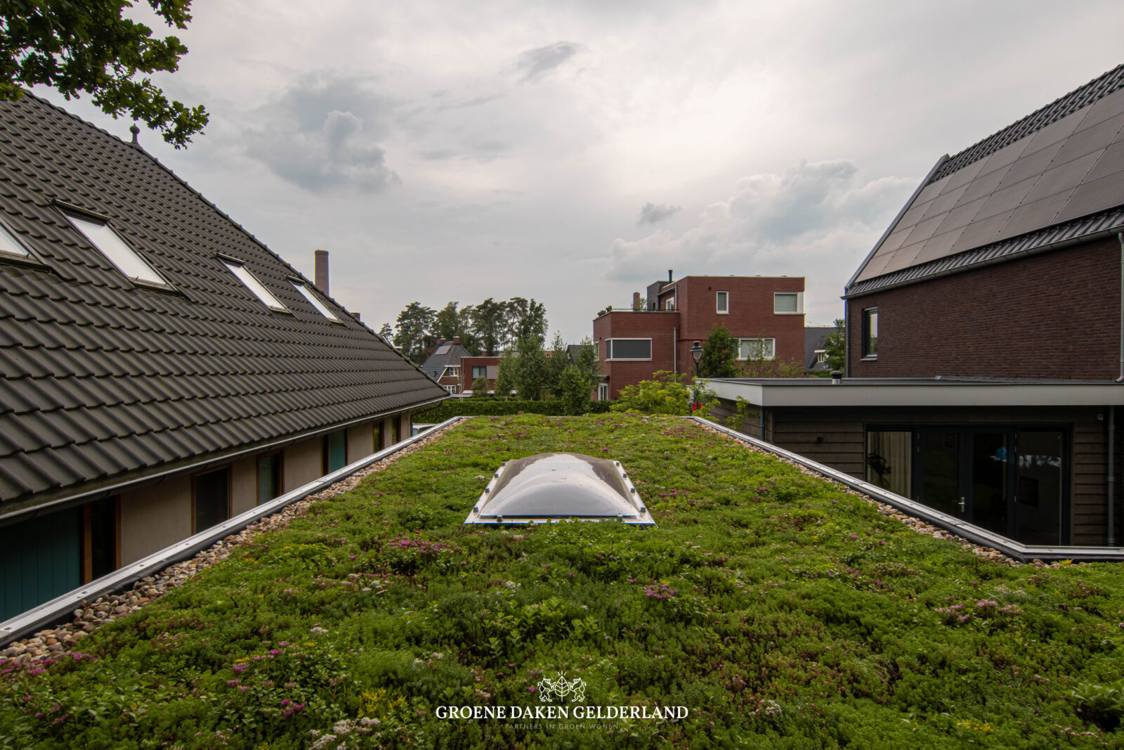 sedumdak groen dak groendak groenedaken