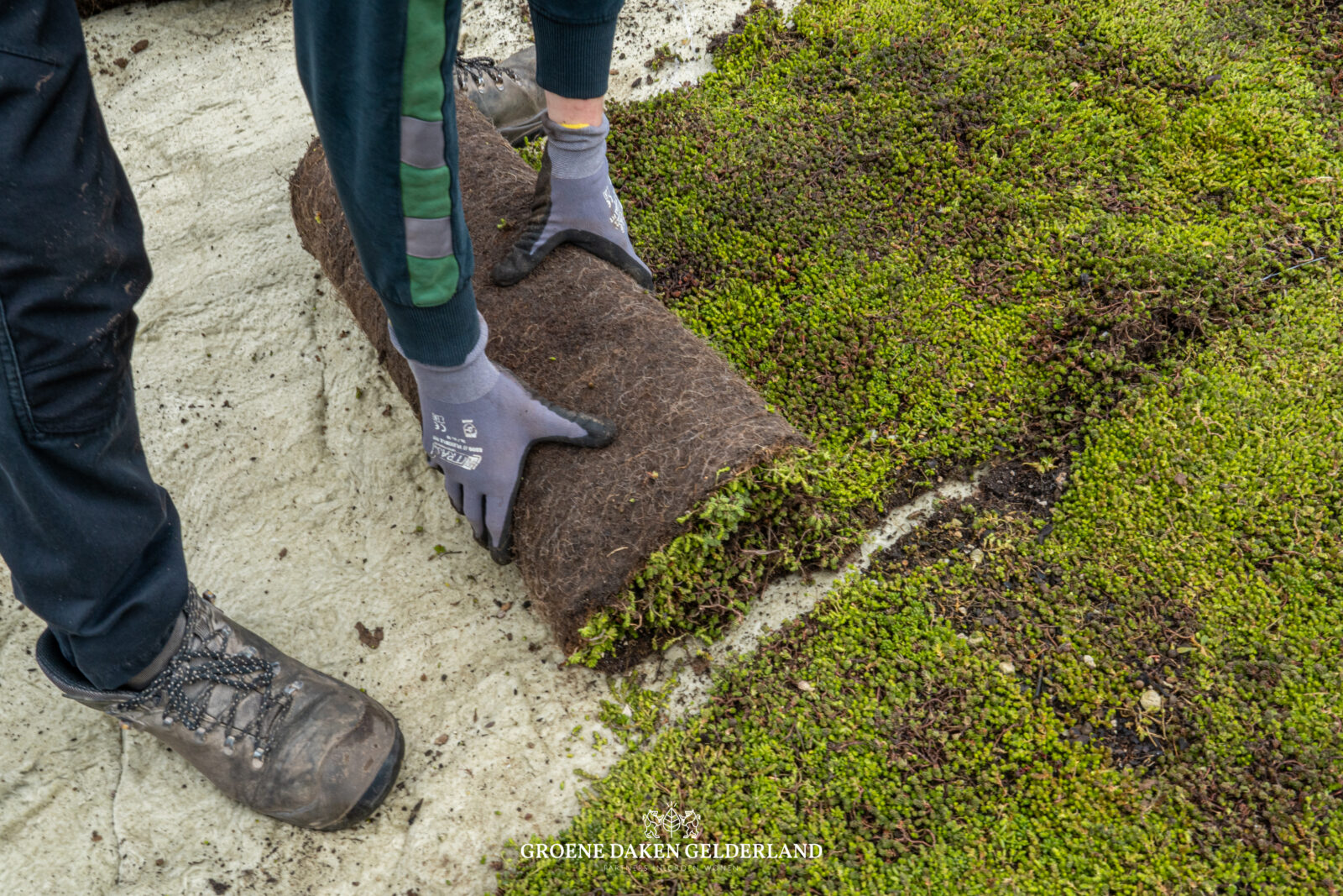 sedum dak groen dak groendak dakbedekking