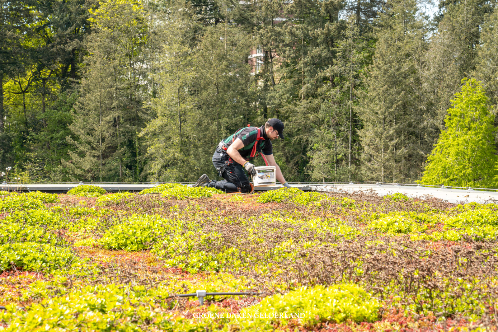 sedum sedumdak groen dak aanleg