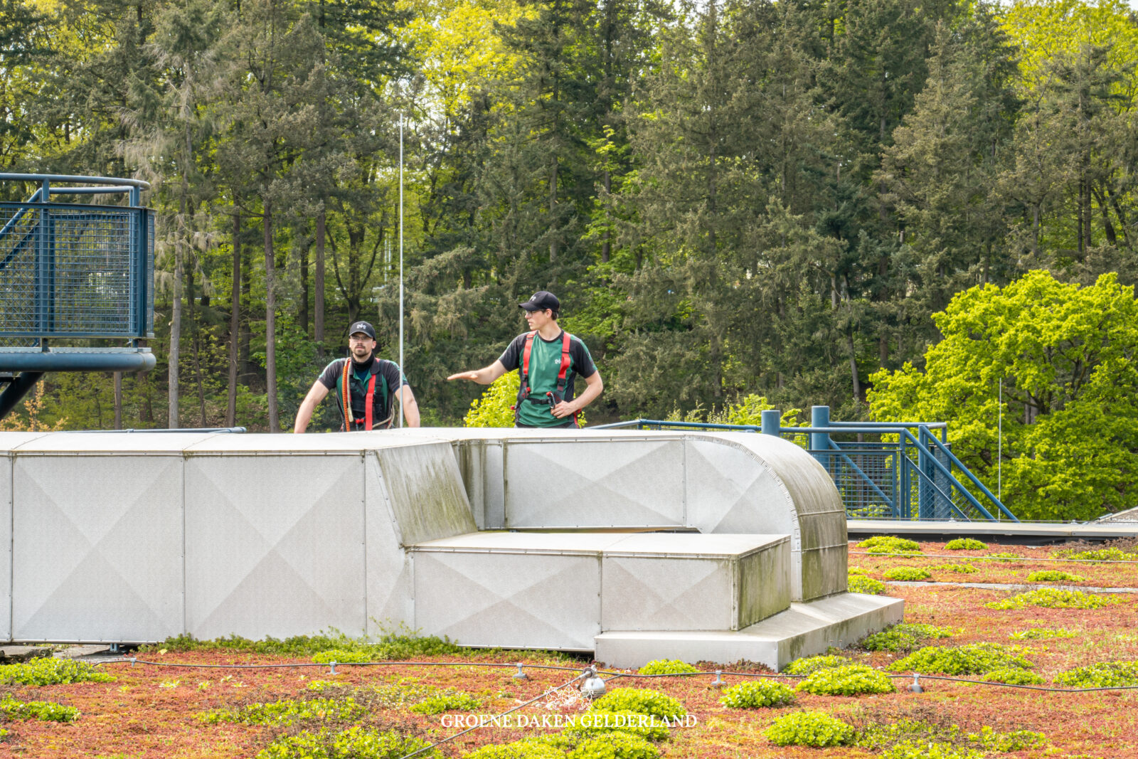 sedumdak groen dak groene daken dakbedekking