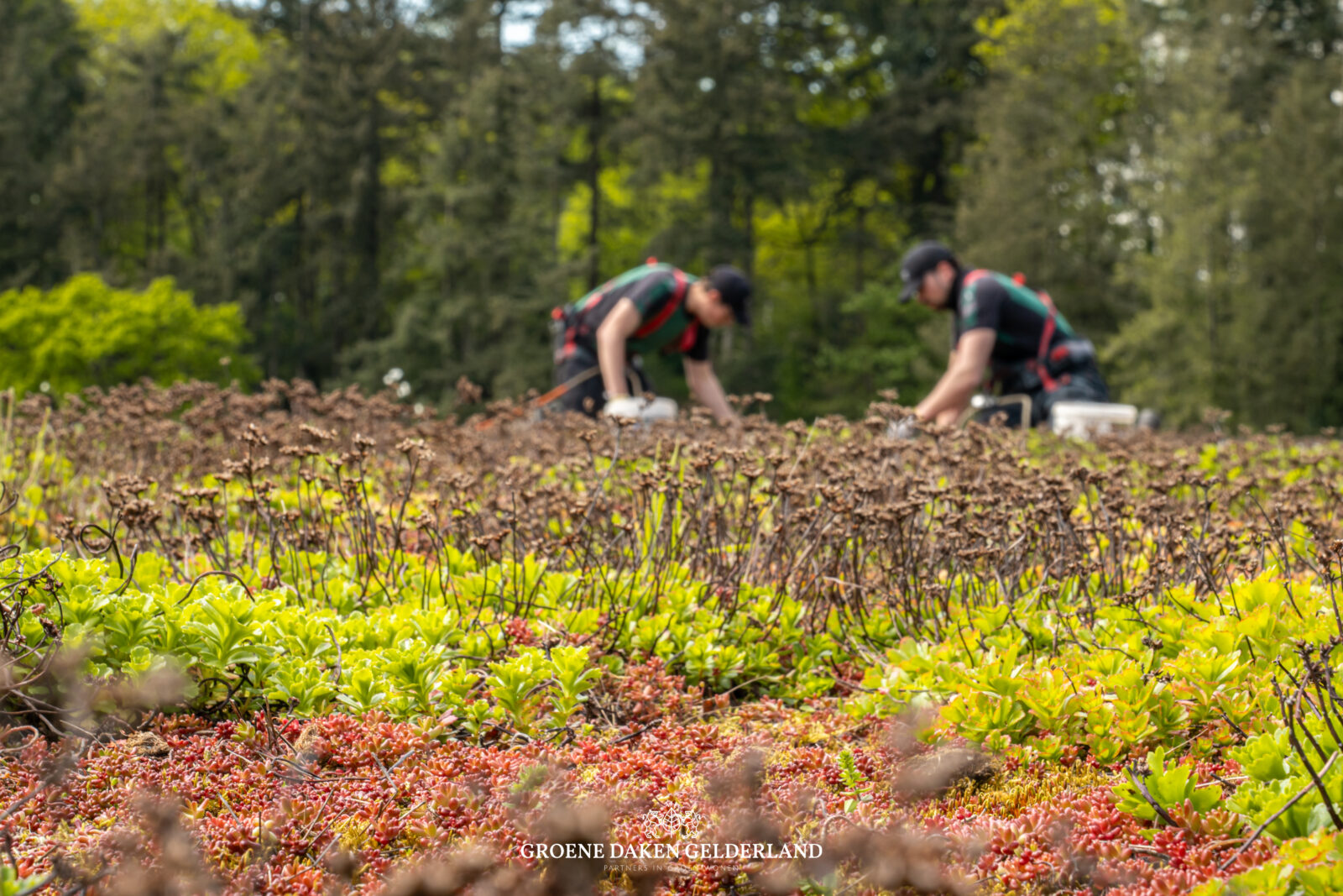 sedumdak groen dak groene daken dakbedekking